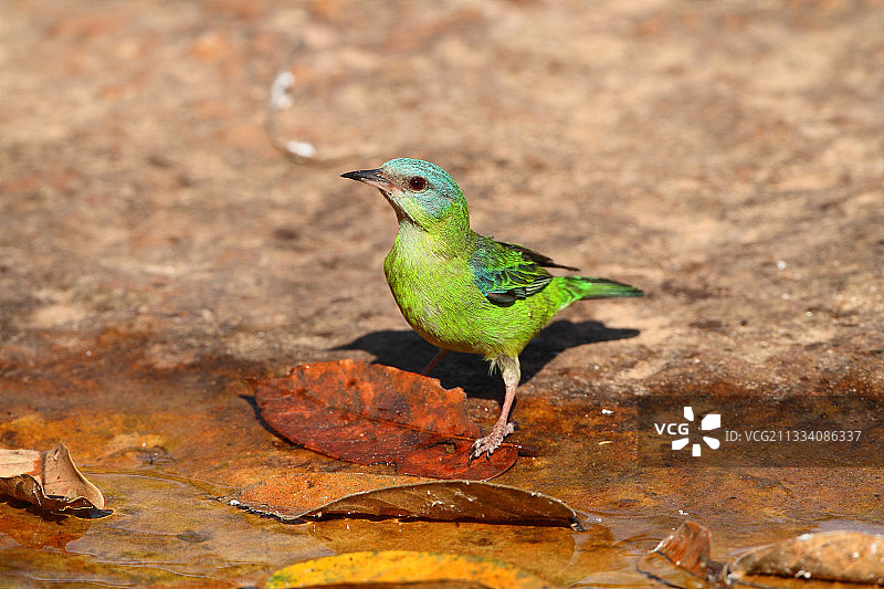 蓝色达克尼斯鸟在马托格罗索巴西沐浴图片素材