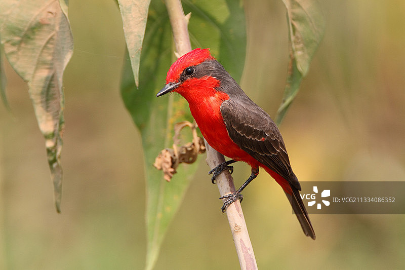 巴西潘塔纳尔湿地的树枝图片素材