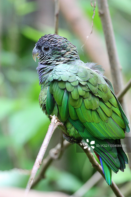 栖息在树枝上的蓝头鹦鹉图片素材
