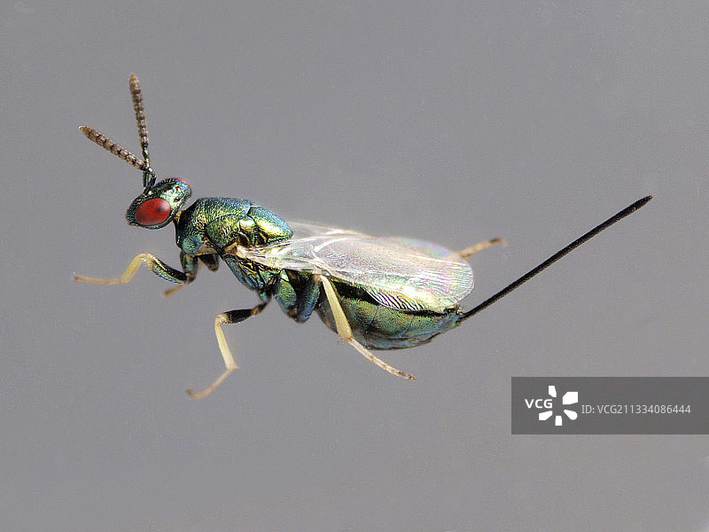 长度3毫米图片素材