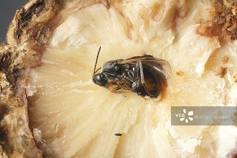 瘿直径约20毫米。图片素材