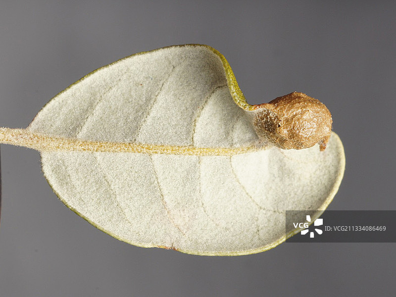 绿橡树叶上的瘿蜂虫瘿图片素材