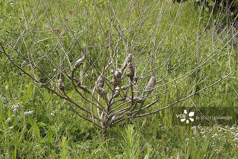 柔软莴苣上的Gallof图片素材