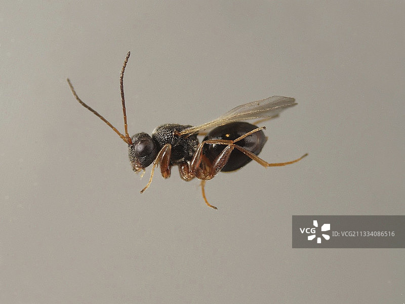 从软毛栎树瘿中出现的瘿蜂寄生虫图片素材