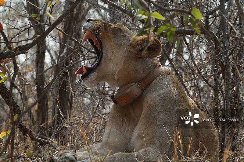 身穿无线电项圈的母狮（克鲁格国家公园，南非）图片素材