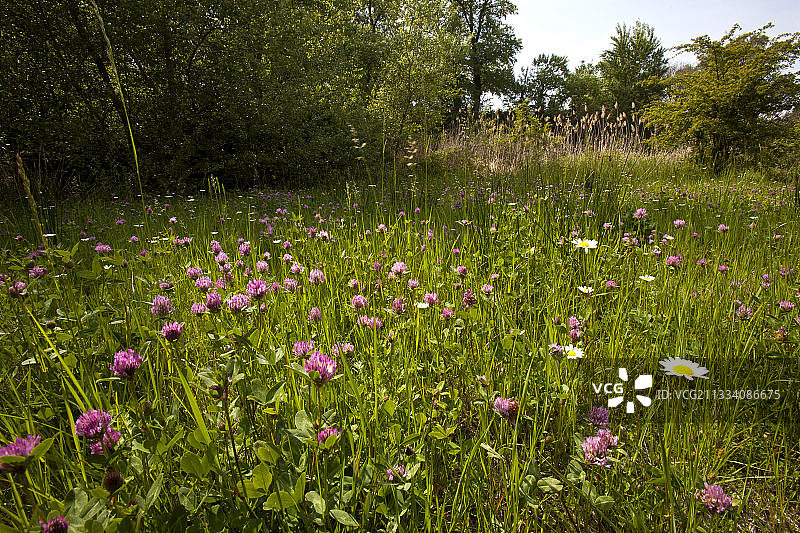 法国普罗旺斯的野花图片素材