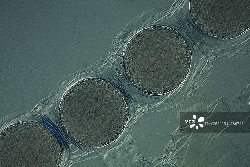 偏振光照明图片素材