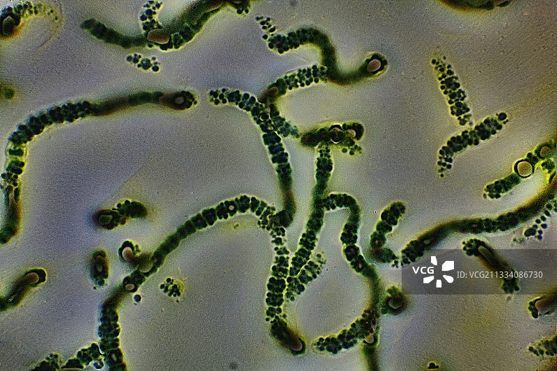 明场照明，1000倍油镜，佳能EOS 450D 1200万像素图片素材