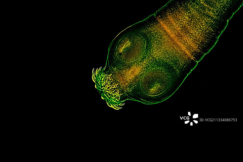 莱茵贝格照明黑色背景图片素材