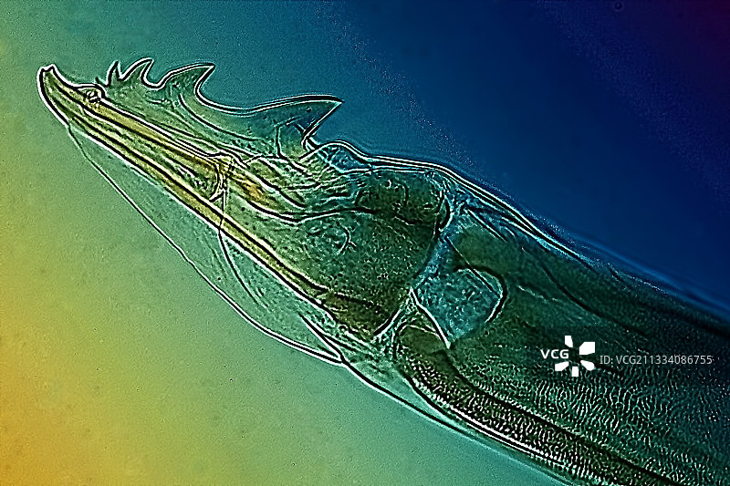 偏振光下的灯光，佳能EOS 450D拍摄，放大400倍图片素材