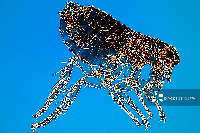 莱茵贝格灯光秀图片素材