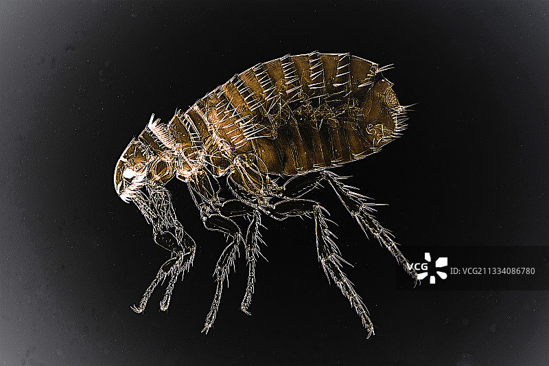 黑色光照，20倍佳能EOS 450D 1200万像素图片素材