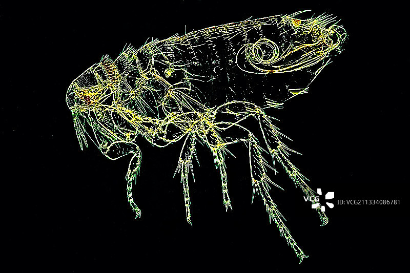 莱茵贝格灯光和黑色图片素材
