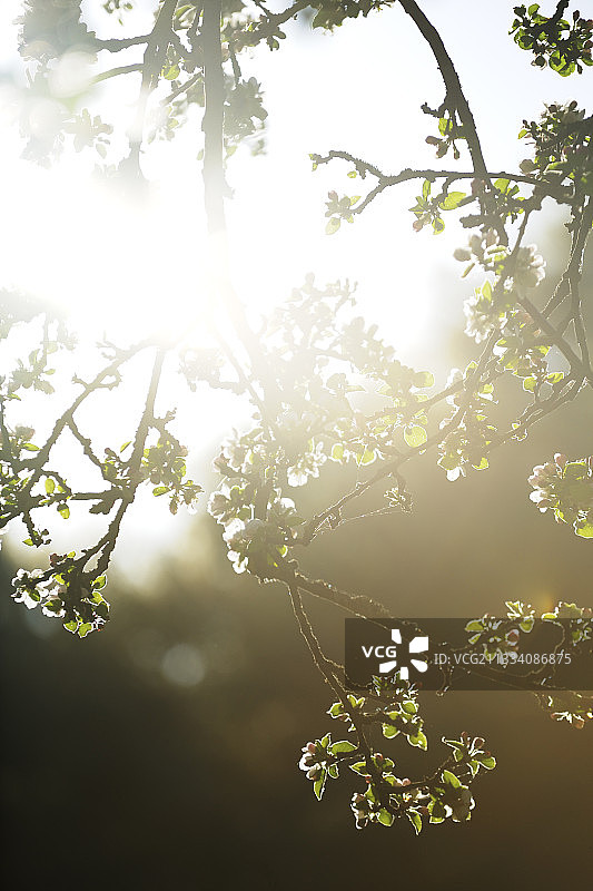 法国诺曼底的苹果花树枝图片素材