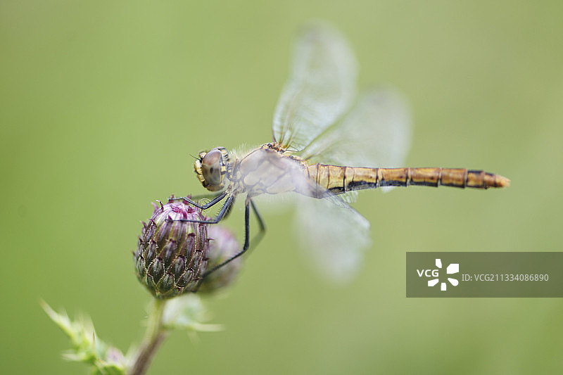 法国诺曼底花苞上的蜻蜓图片素材
