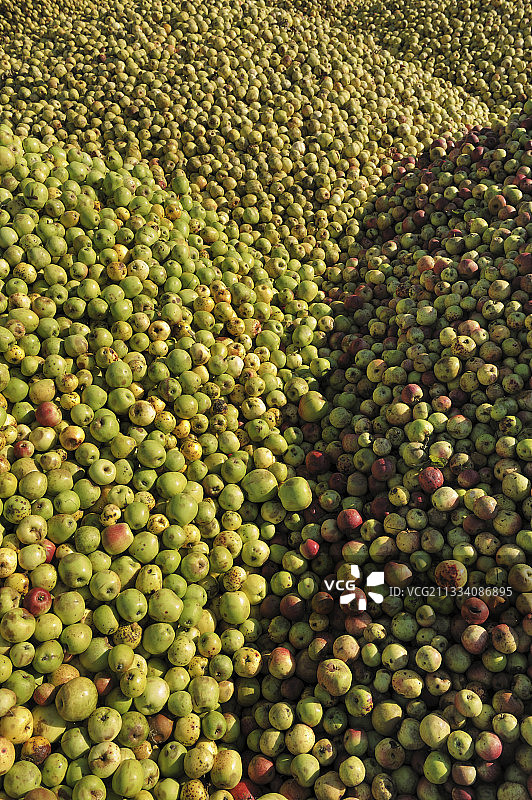 法国诺曼底苹果酒丰收图片素材