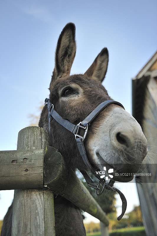 法国诺曼底科唐坦驴肖像图片素材