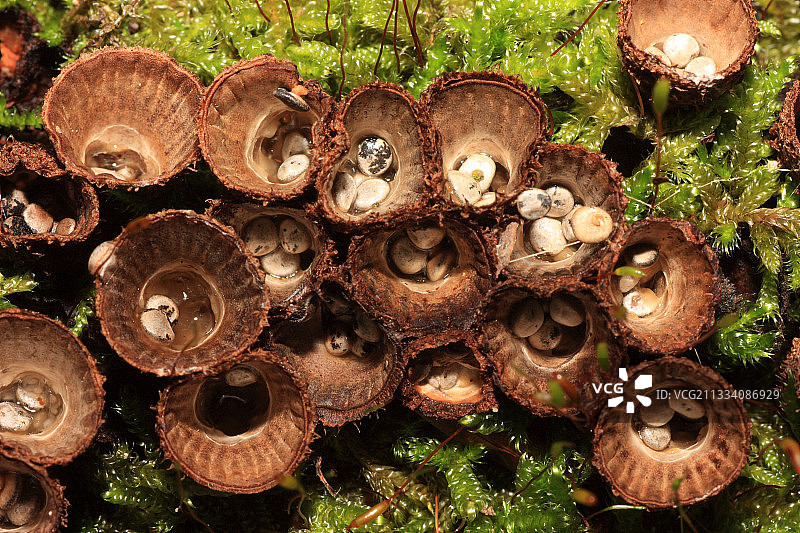 法国苔藓上的槽纹鸟巢图片素材