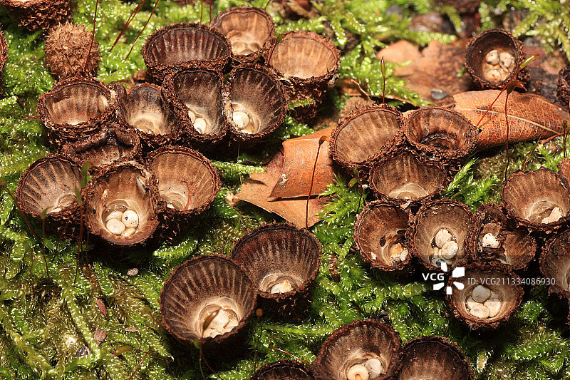 法国苔藓上的槽纹鸟巢图片素材
