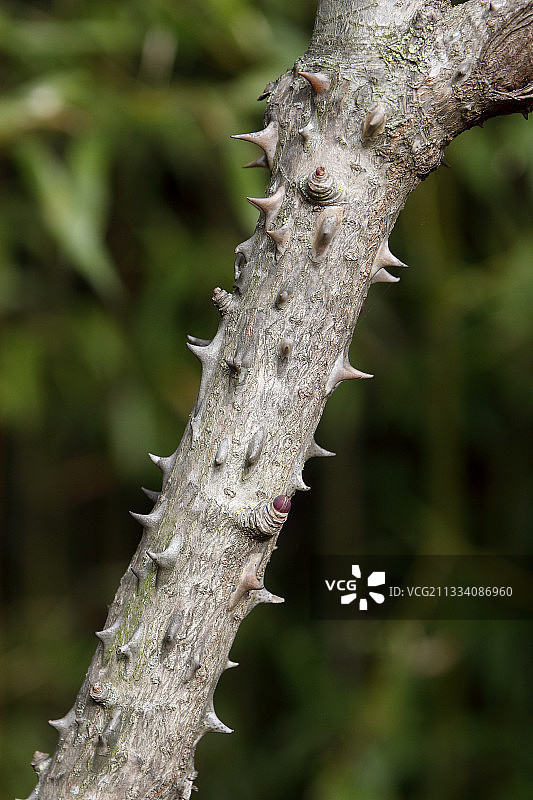 带刺蓖麻油树皮图片素材
