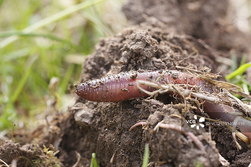 土块和草丛上的蚯蚓图片素材