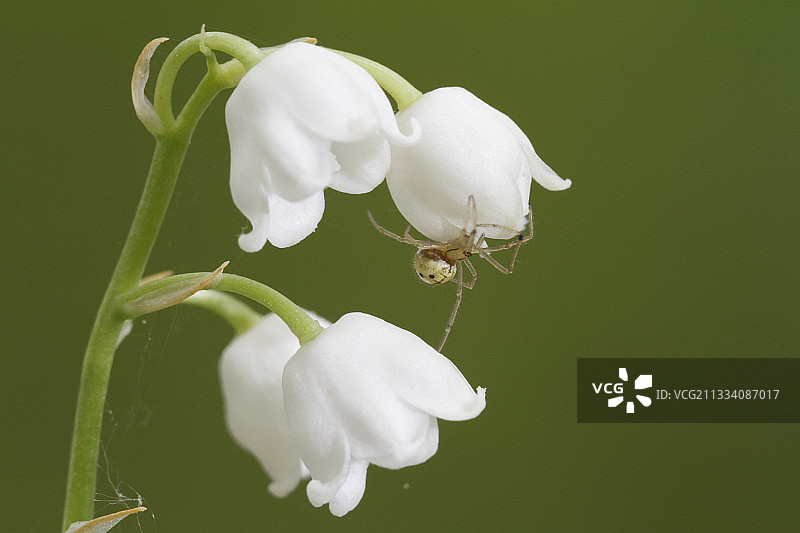 法国花丛中的铃兰蜘蛛图片素材