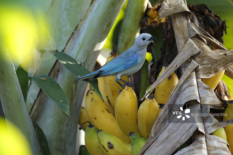 哥伦比亚香蕉上的蓝灰色唐纳雀图片素材