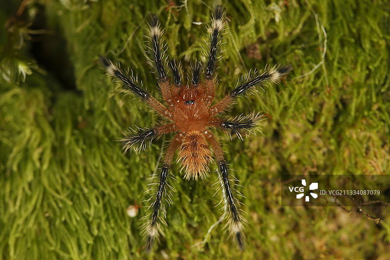 哥伦比亚热带地区的一只塔兰图拉毒蛛图片素材