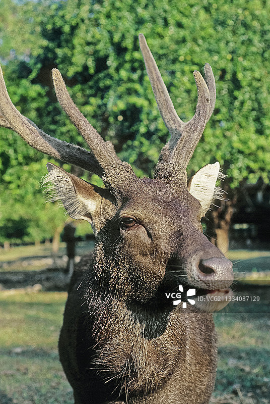 科莫多岛弗洛勒斯鹿图片素材