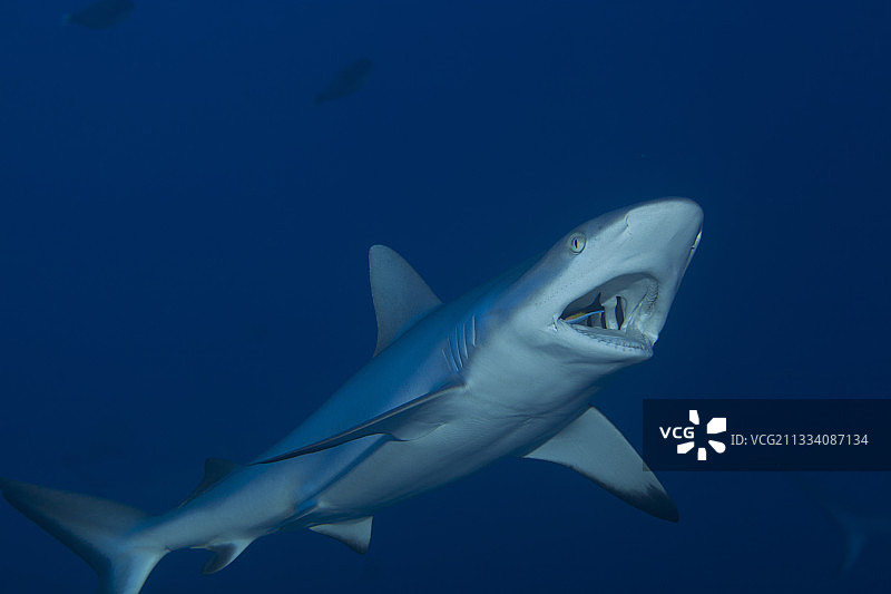 清洁鱼清洁灰礁鲨图片素材