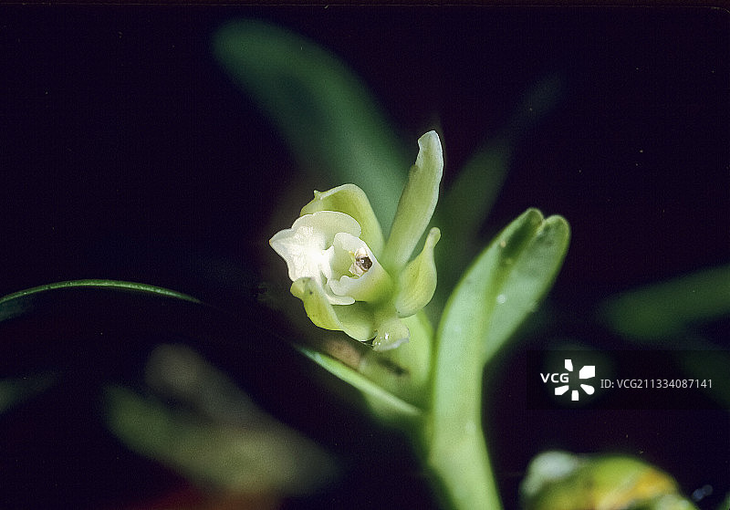 安的列斯群岛的附生兰图片素材