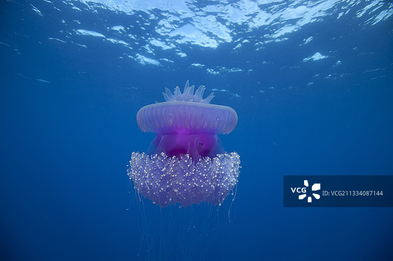 兰吉罗阿土阿莫土群岛漂浮的水母图片素材