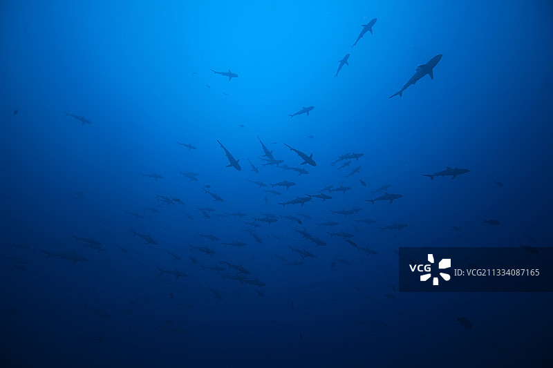 灰礁鲨聚集在兰吉罗瓦岛蒂普塔通道图片素材