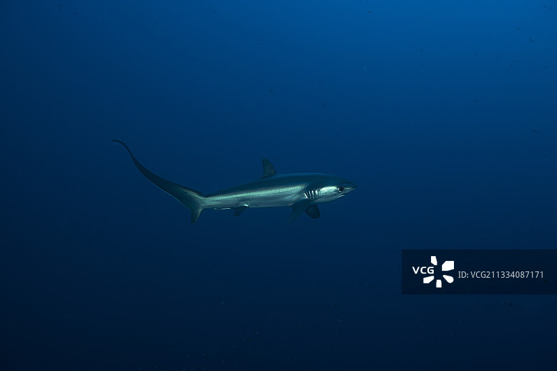 红海埃及海域的长尾鲨图片素材