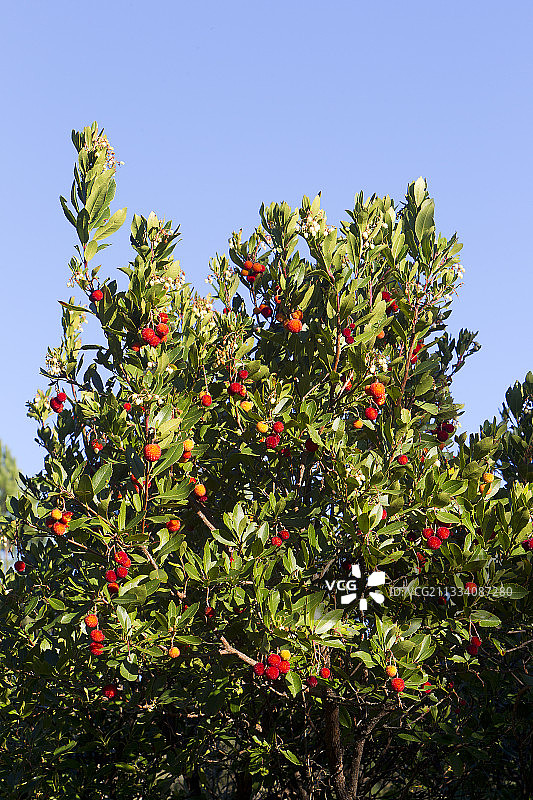 法国里维埃拉的杨梅果实图片素材