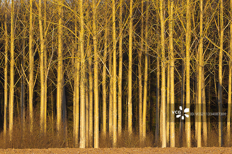 法国阿尔萨斯韦斯托芬的白杨树林冬季景色图片素材