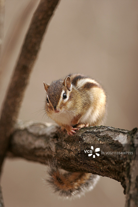 韩国鸡龙山上的西伯利亚花栗鼠图片素材