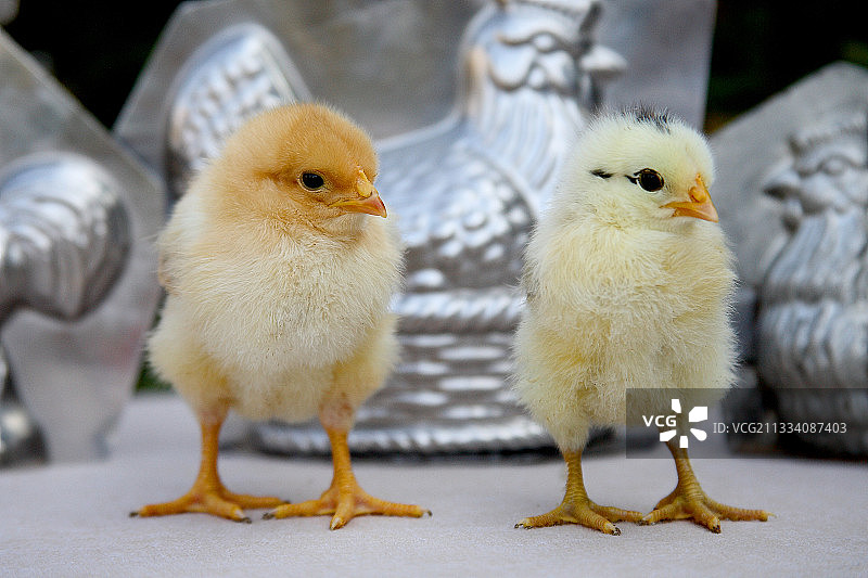 小鸡和巧克力模具（法国）图片素材