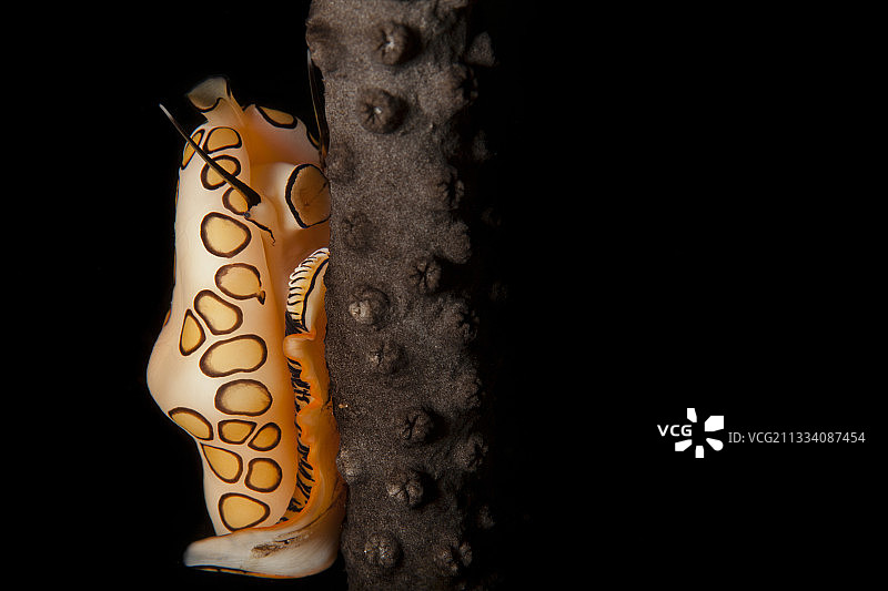 加勒比海大开曼岛海扇上的火烈鸟舌蜗牛图片素材