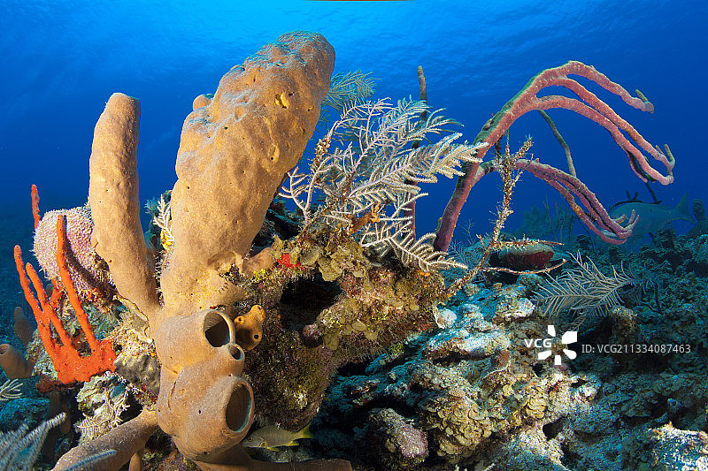 加勒比海大开曼岛礁石上的棕色管状海绵图片素材
