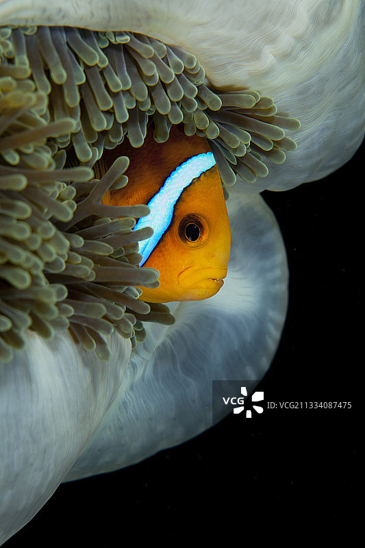 橙鳍海葵鱼和华丽海葵 Raiatera图片素材