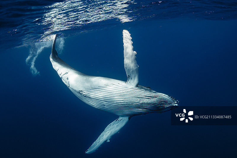 波利尼西亚鲁鲁图岛附近的座头鲸幼崽图片素材