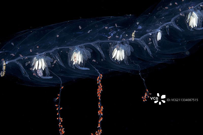 塔希提岛夜间的钓鱼诱饵图片素材