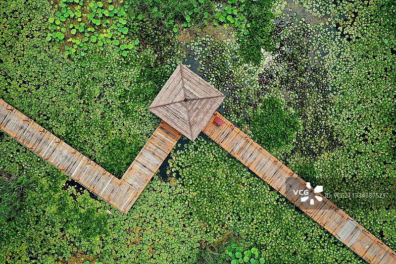 山东枣庄微山湖湿地公园夏日美景图片素材