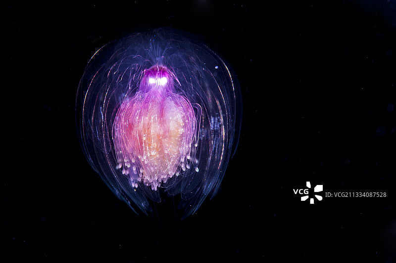 夜间管水母，法属波利尼西亚塔希提岛图片素材