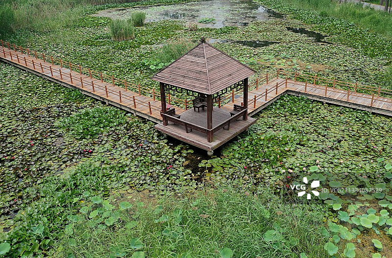 山东枣庄微山湖湿地公园夏日美景图片素材