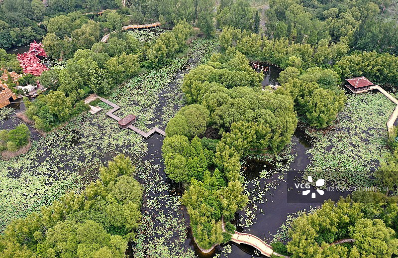 山东枣庄微山湖湿地公园夏日美景图片素材