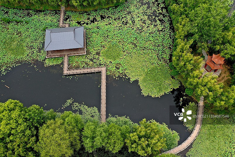 山东枣庄微山湖湿地公园夏日美景图片素材