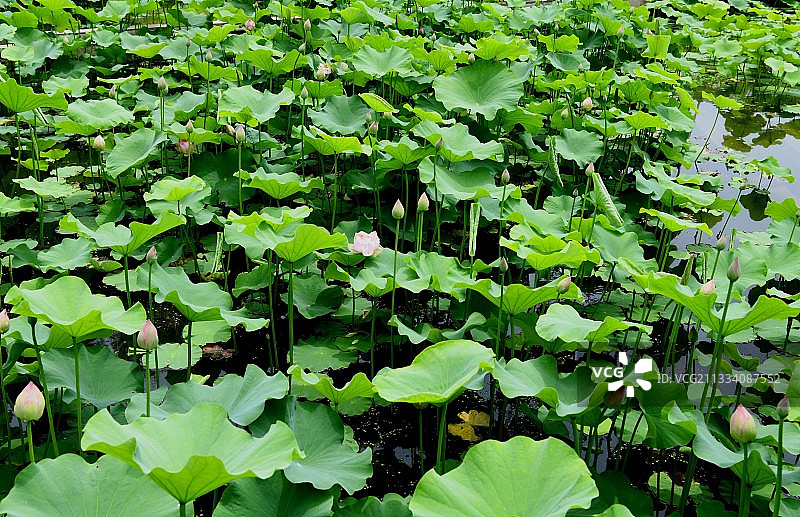 山东枣庄微山湖湿地公园夏日美景图片素材