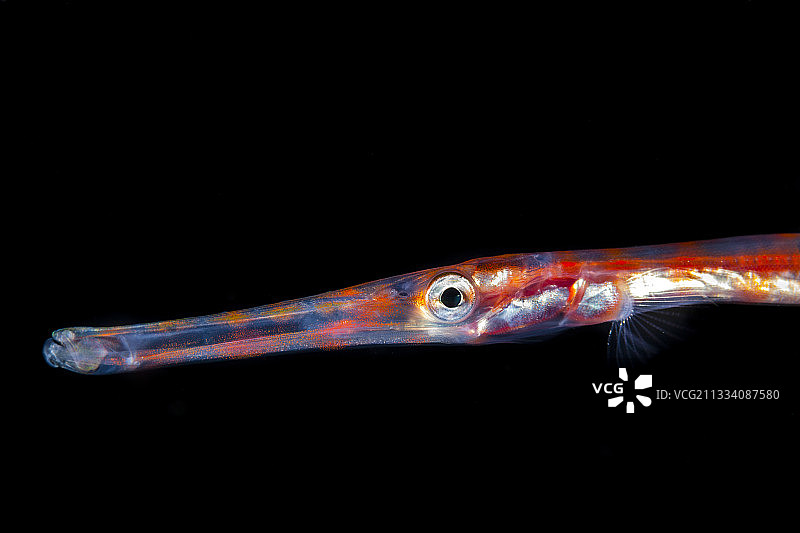 中国小号鱼幼鱼（大溪地，波利尼西亚）图片素材